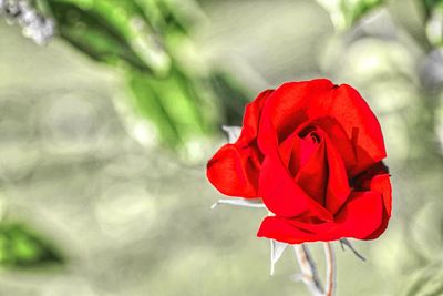 Close-up of red flower