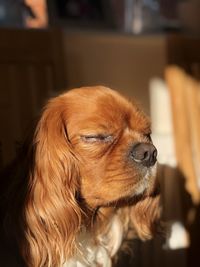 Close-up of a dog looking away at home