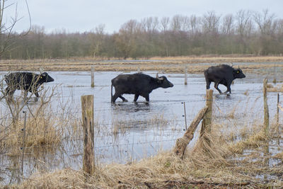 Cows on field against sky