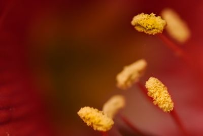 Close up of yellow rose