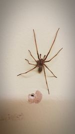 Close-up of insect on wall