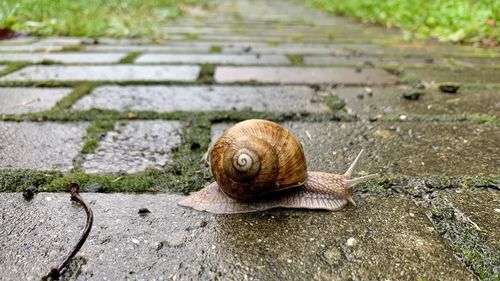 Close-up of snail