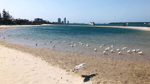 Flock of seagulls on beach