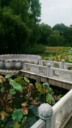 Plants growing on a tree