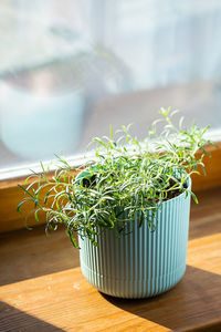 Homegrown rosemary potted herbs grows on window sill.