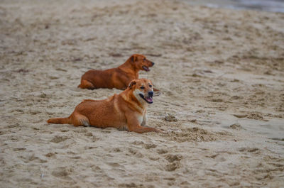 Dog relaxing on sand