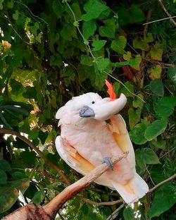 Close-up of bird perching on branch