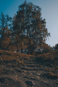 Trees growing on field against sky