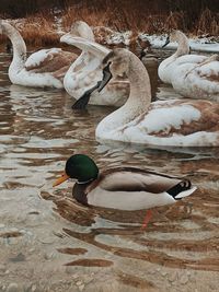 High angle view of swans swimming in lake