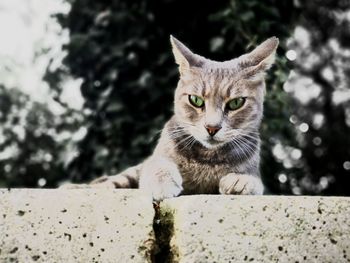 Close-up portrait of cat against sky