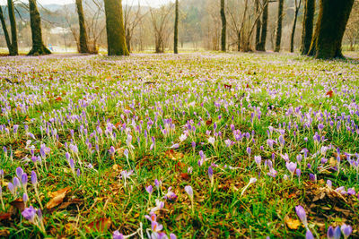 Purple flowering plants on field