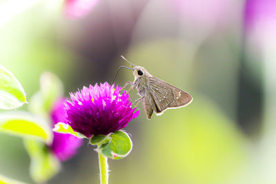 Close-up of butterfly pollinating on pink flower