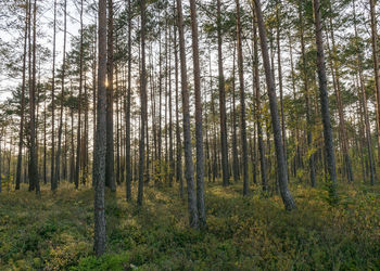 Bog pine trunks, pine forest on the lake shore, swamp characteristic vegetation, tree silhouettes