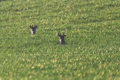 Two roe making sure the area is safe