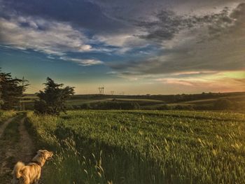 Dog on field against sky during sunset