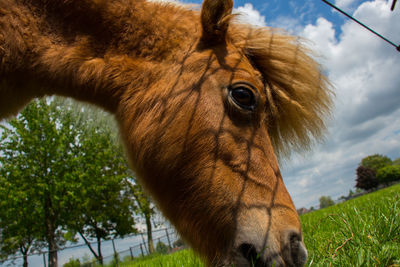 Close-up of horse standing in grass