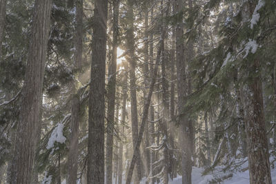 Panoramic view of trees in forest during winter