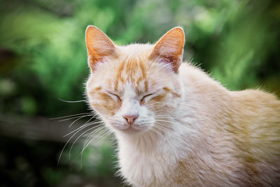 Close-up of a cat with eyes closed