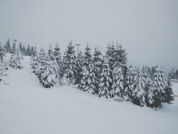 Trees on snow covered landscape