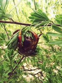 Close-up of beetle on tree