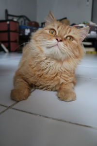 Portrait of cat sitting on floor at home