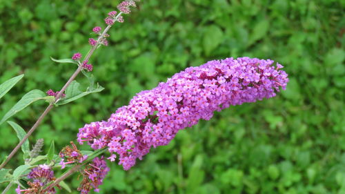 Pink flowers growing on plant in garden