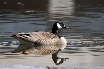 Canada goose swimming in a lake