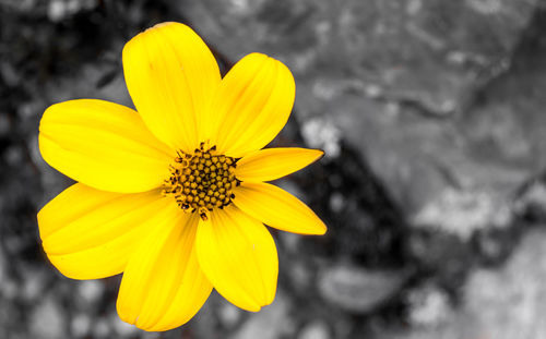 Close-up of yellow flower