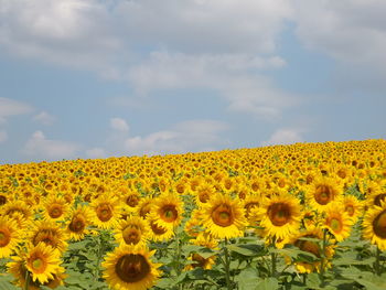 Close-up of sunflower field against cloudy sky