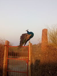 Bird perching on ground against clear sky