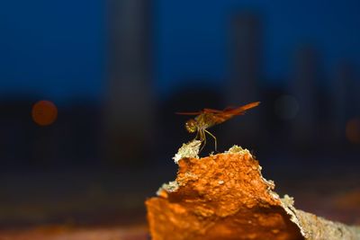 Close-up of insect on rock