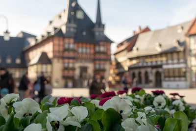 Close-up of flowering plants against buildings at dusk