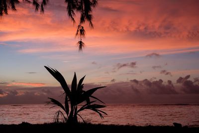 Silhouette plant on beach against sky during sunset