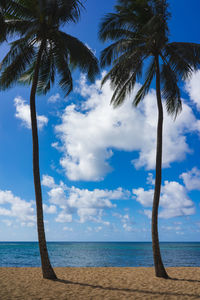 Palm trees on beach against sky