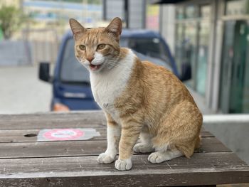 Portrait of cat sitting on footpath