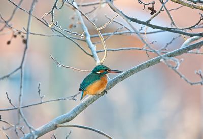 Close-up of kingfisher  bird perching on branch