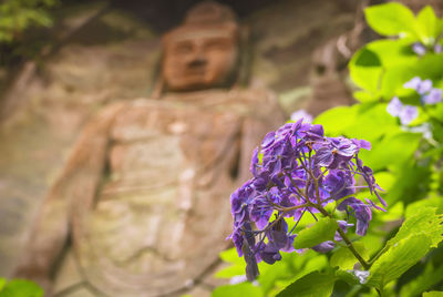 Close-up on a purple hydrangeas flower with hyaku-shaku kannon buddha carved in mount nokogiri.