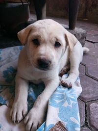 Close-up portrait of puppy sitting