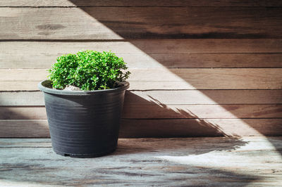 Close-up of potted plant against wooden wall on porch