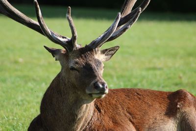 Close-up stag on field