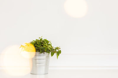 Close-up of plant against white background
