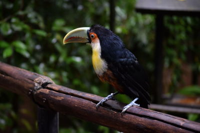 Close-up of bird perching on branch