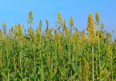 Crops growing on field against sky