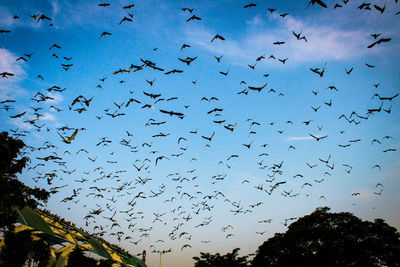 Flock of birds flying in sky