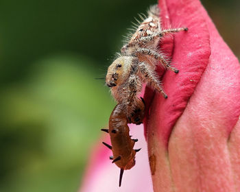 Close-up of insect on pink flower