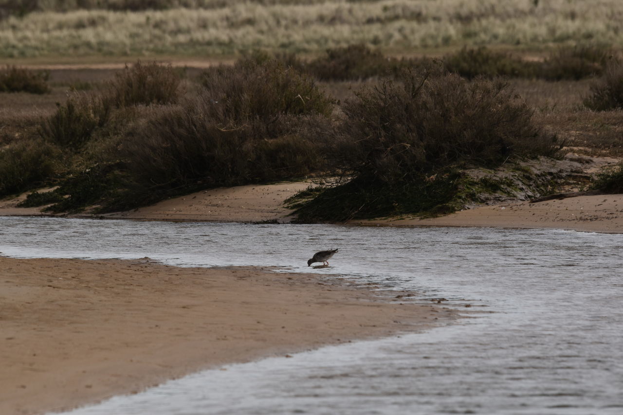 BIRDS ON BEACH