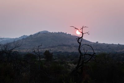 Bare tree on mountain against sky during sunset