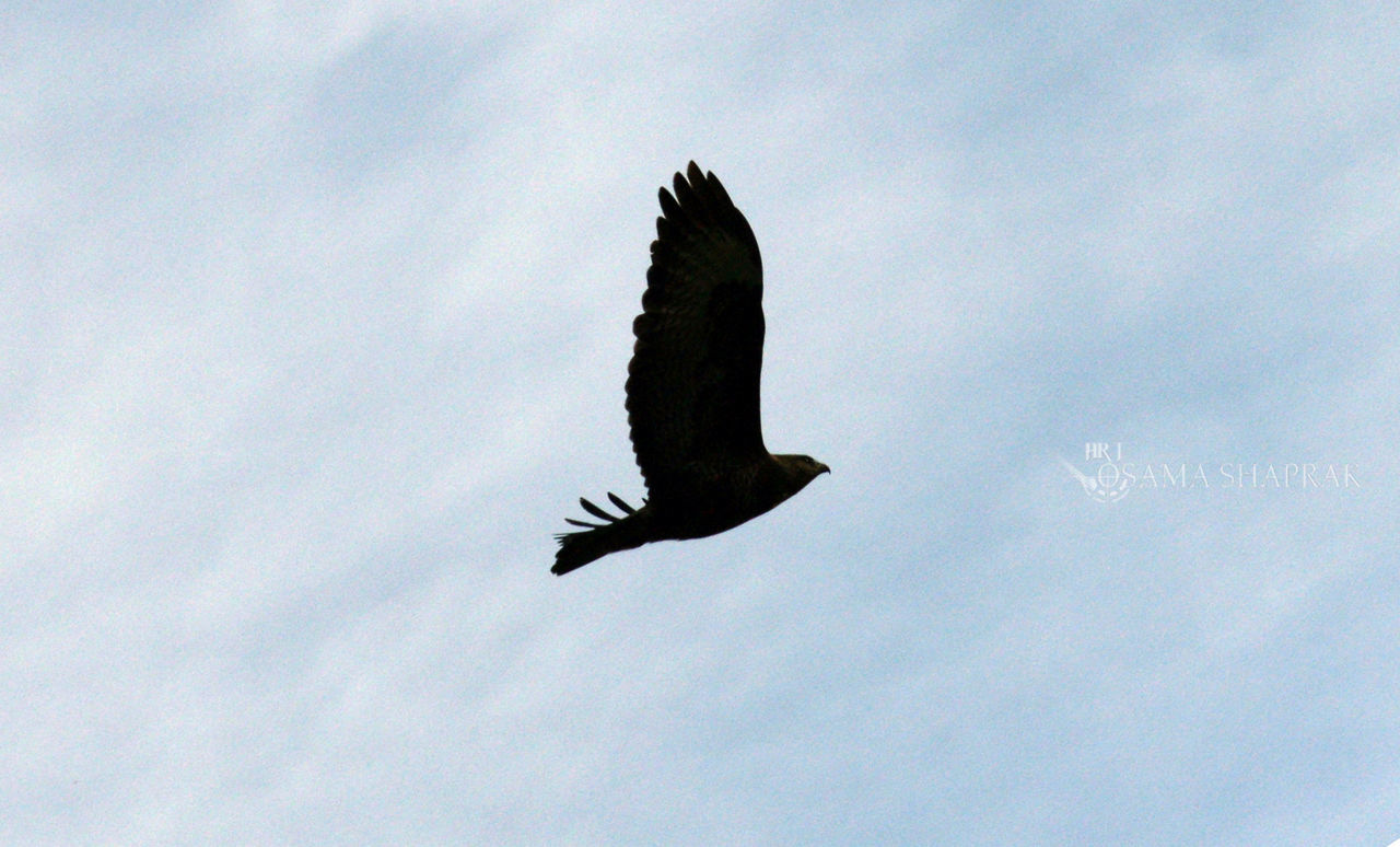 flying, bird, animal themes, spread wings, animals in the wild, low angle view, one animal, mid-air, wildlife, sky, nature, no people, outdoors, motion, seagull, day, freedom, on the move, flight, clear sky