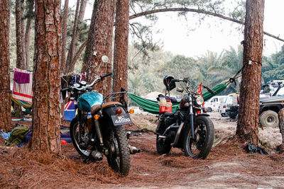 People riding motorcycle on road amidst trees in forest