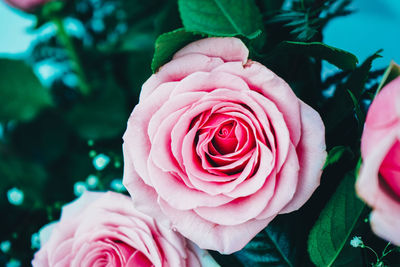 Close-up of pink roses growing in park